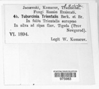 Tuburcinia trientalis image
